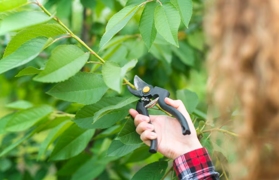 Wie eine Baumkontrolle Ihre Sicherheit im Garten erhöhen kann